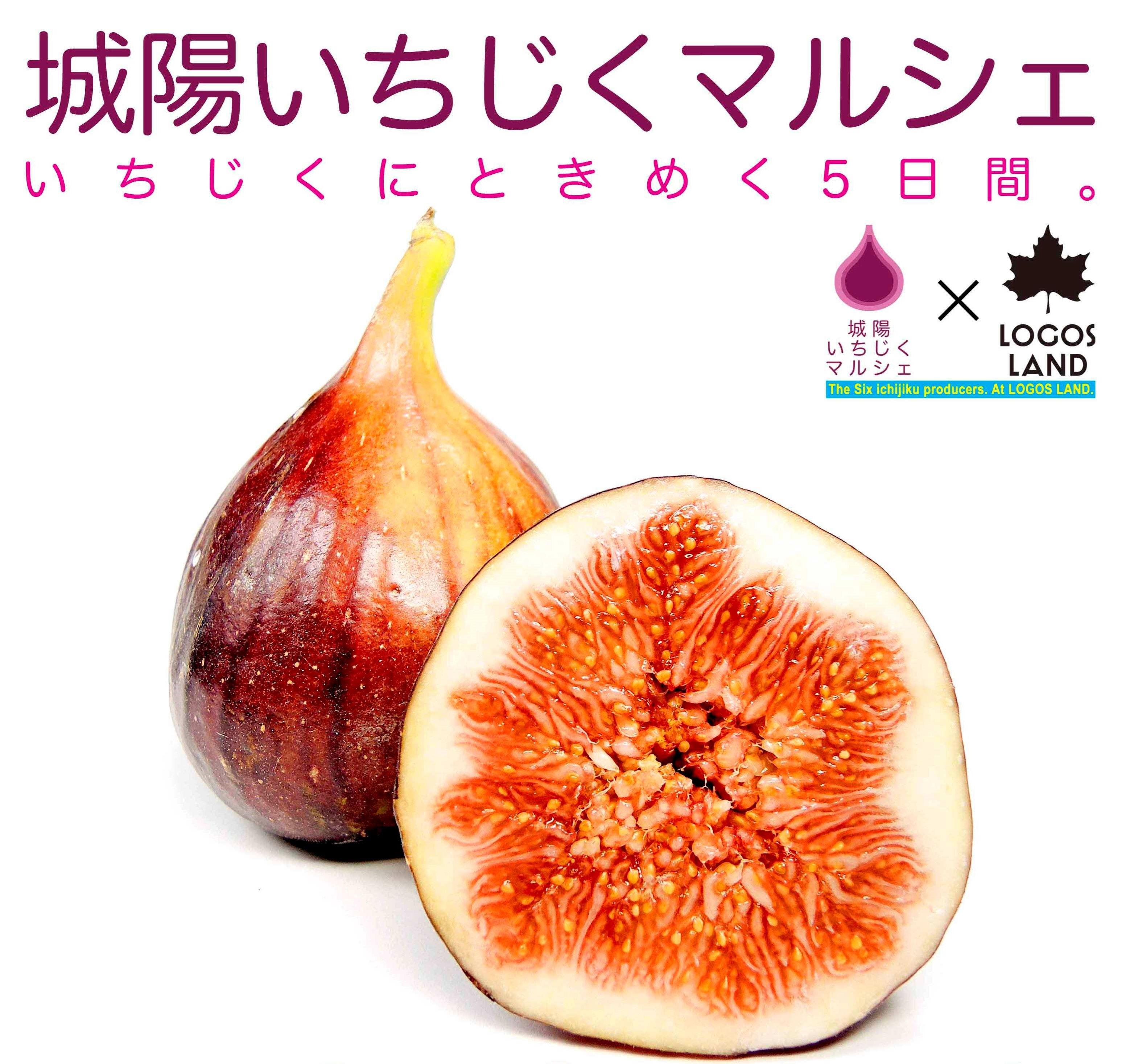 【9月13日】城陽いちじくマルシェ中止のお知らせ